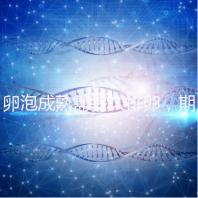 卵泡成熟需多久排卵，期間如何護理可提高受孕率