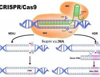 北醫(yī)三院做試管，自然周期鮮胚移植成功率是多少？
