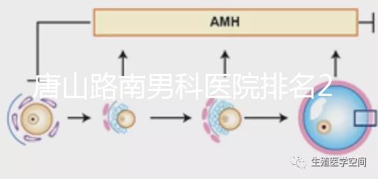 唐山路南男科醫院排名2024，精度高，成本低...