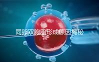 同卵雙胞胎形成原因揭秘，發育過程圖帶你弄清其中原理