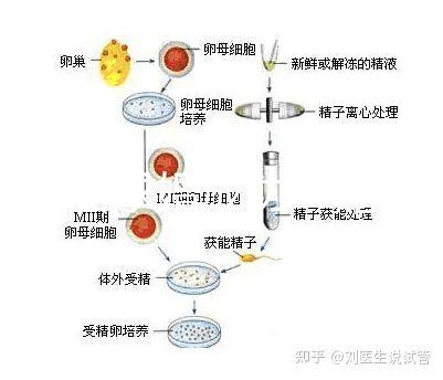 何猷君求婚成功！賭王四太回應“奚夢瑤懷孕”傳聞