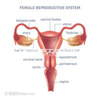 懷孕愛吃素不愛吃肉多半是女兒？幾率究竟多大進來一看便知