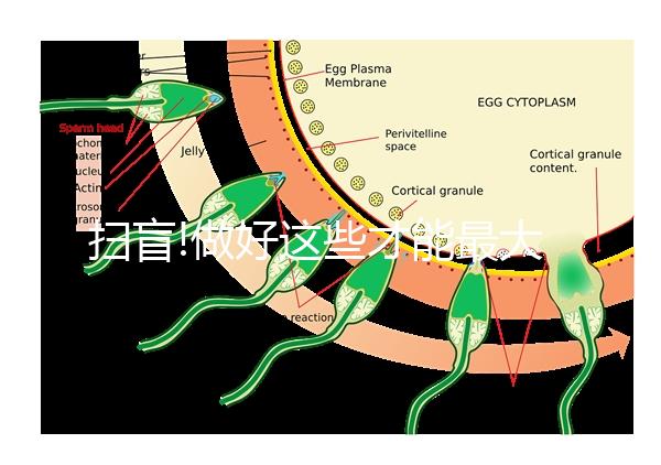 掃盲!做好這些才能最大概率避免貓弓形蟲(chóng)傳染給人