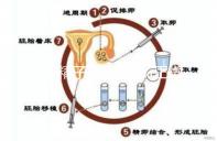 正常精子形態＞4％正常，流產與精子質量不好也有關
