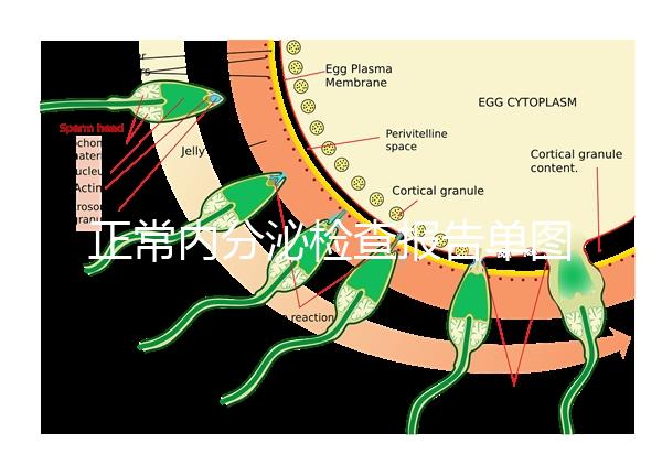 正常內分泌檢查報告單圖片大全，一分鐘弄懂檢測結果怎么看