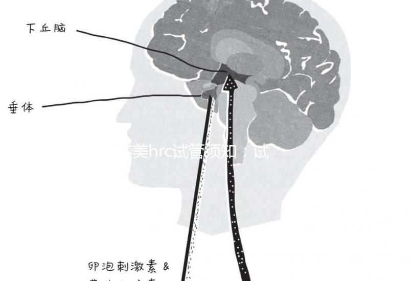 夢(mèng)美hrc試管須知：試管嬰兒提升成功率有這幾個(gè)方法