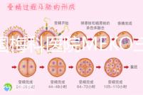 泰國梅科醫(yī)院MEKO三代試管嬰兒，不靠中介翻譯安心好孕