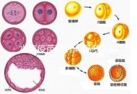 水痘疫苗兩針間隔多久有規(guī)定，第二針什么時候按年齡來算