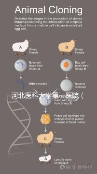 河北醫(yī)科大學(xué)第一醫(yī)院（河北醫(yī)科大學(xué)第一醫(yī)院擅長(zhǎng)什么）