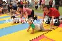 溪黃草的功效（溪黃草的功效與作用）