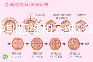 孕中期四維和三維彩超檢查區別真不小，看完便知誰更好