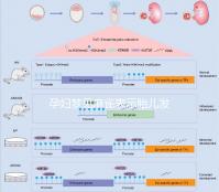 孕婦夢(mèng)見(jiàn)麻雀表示胎兒發(fā)育很健康!具體胎夢(mèng)含義解讀