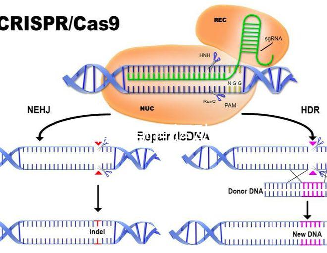 如果精子前向運動率低于19，就不要看這個弱精子看完了嗎？