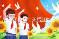 試管移植第二天后胚胎在干嘛！子宮內游走居無定所