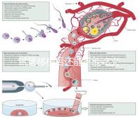 試管移植后還能不能吃火鍋嗎？能吃or不能吃看大家怎么說