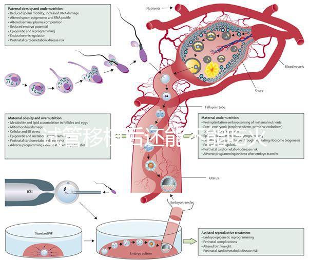 試管移植后還能不能吃火鍋嗎？能吃or不能吃看大家怎么說(shuō)
