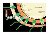試管促排時麗申寶打幾天?我們來看看網友們的回答