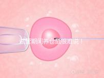 試管期間養(yǎng)倉鼠很難說！先了解對胎兒的影響再決定！