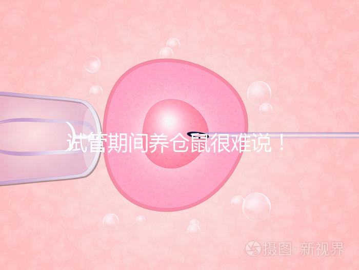 試管期間養(yǎng)倉鼠很難說！先了解對胎兒的影響再?zèng)Q定！