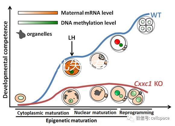 試管嬰兒失敗有黑幕?泰國杰特寧醫(yī)院騙局是謠言還是欺騙?