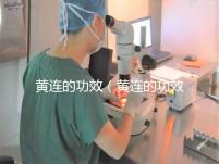 黃連的功效（黃連的功效作用與主治）