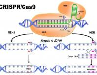 45歲生孩子各有利弊，對比優缺點就知道好不好！