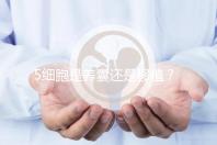 5細胞是養(yǎng)囊還是移植？從案例淺談養(yǎng)囊成功率